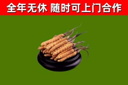 湘东回收冬虫夏草