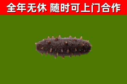 湘东回收海参干